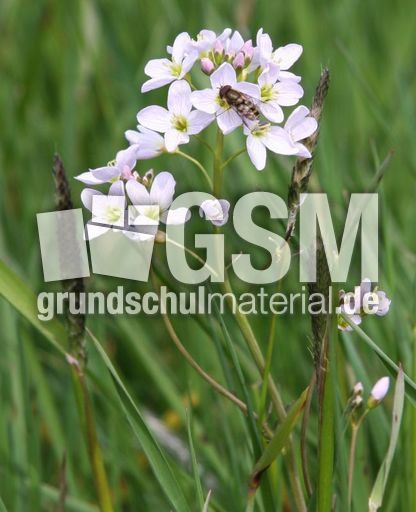 Wiesenschaumkraut-50.jpg